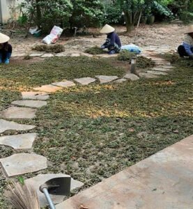 Thi công trồng cỏ sân vườn biệt thự tại Gia Lâm, Hà Nội