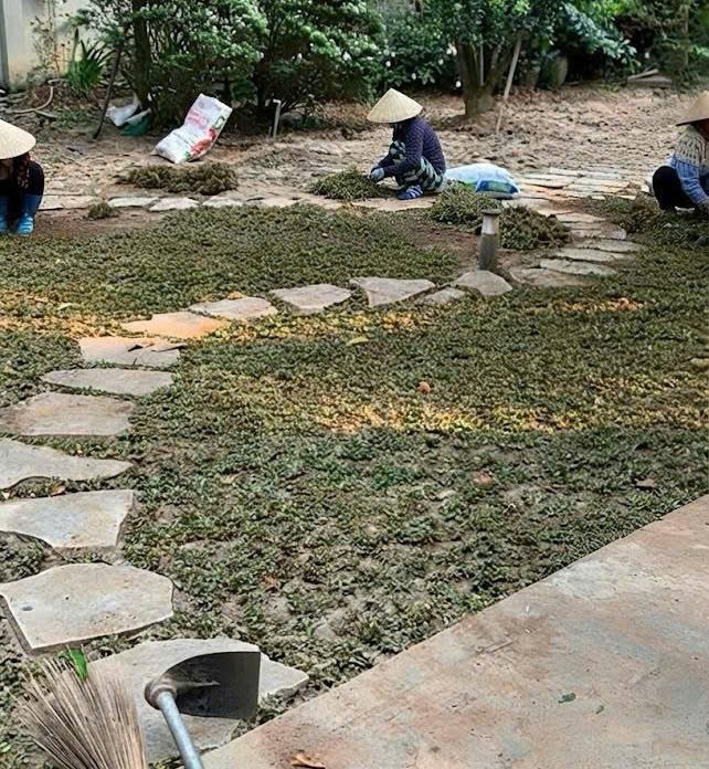Thi công trồng cỏ sân vườn biệt thự tại Gia Lâm, Hà Nội