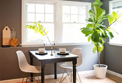 Các Mẹo Nhỏ Giúp Cây Trong Nhà Xanh Tốt