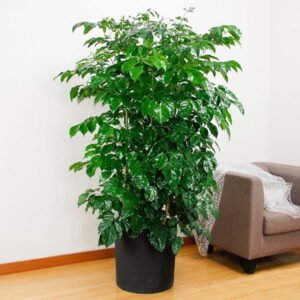 Cách Bố Trí Cây Xanh Lọc Không Khí, Giảm ô Nhiễm Bụi Trong Nhà