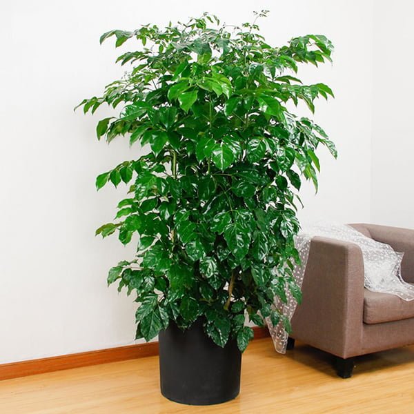 Cách Bố Trí Cây Xanh Lọc Không Khí, Giảm ô Nhiễm Bụi Trong Nhà
