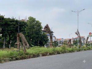 Cây Chết Sau Khi Trồng: Nguyên Nhân Và Giải Pháp Khắc Phục