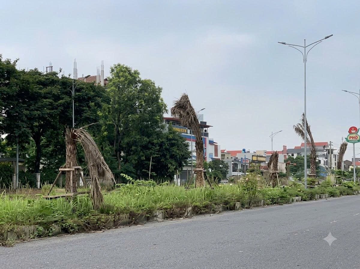 Cây Chết Sau Khi Trồng: Nguyên Nhân Và Giải Pháp Khắc Phục