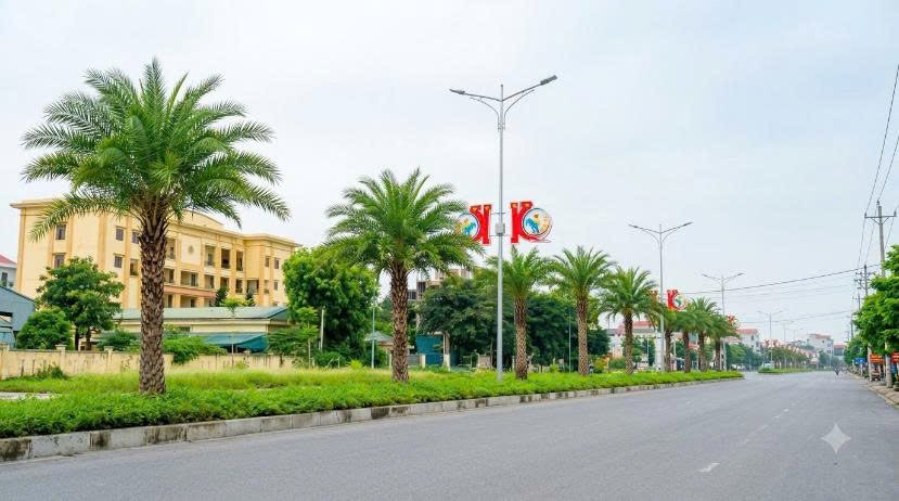Cây Chết Sau Khi Trồng: Nguyên Nhân Và Giải Pháp Khắc Phục