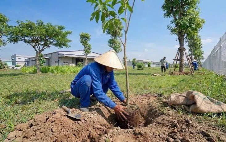 Dịch Vụ Trồng Cây Tại Hưng Yên