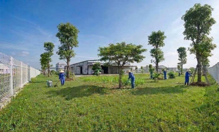 Dịch Vụ Trồng Cây Tại Hải Phòng